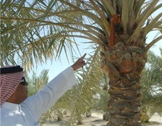 http://www.alwasatnews.com/data/2010/2742/images/lln2_01268229541.jpg