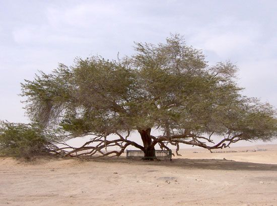 شجرة الحياة وسر بقائها منذ 400 عام جعلها مزارا سياحيا مناهل الوسط صحيفة الوسط البحرينية مملكة البحرين