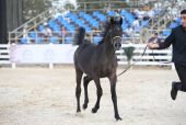 اختتام بطولة فيصل بن حمد لجمال الخيل العربية