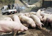 دراسة: مربو الخنازير أكثر عرضة للإصابة ببكتيريا مقاومة للعقاقير