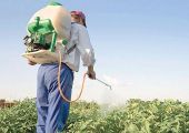 منظمة الصحة العالمية تحذر من مبيدات حشرية تسبب السرطان