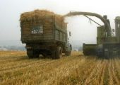 مصر تشتري 180 ألف طن من القمح الروسي والأوكراني