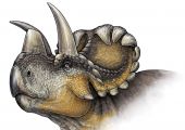 علماء يحددون نوعاً جديداً من الديناصورات ذات القرون الثلاثة