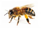 اختفاء النحل قد يسبب أكثر من مليون وفاة إضافية سنوياً في العالم