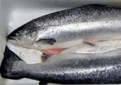 نفوق آلاف من أسماك السلمون بسبب ارتفاع حرارة الانهار في شمال غرب أمريكا بورتلاند