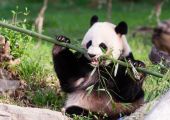 دبة الباندا مي شيانغ تضع مولودها في الحديقة الوطنية بواشنطن
