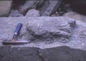علماء ألمان يعثرون على آثار نادرة لأقدام ديناصور