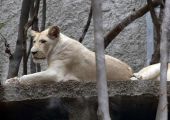 حديقة حيوان تبليسي تعيد فتح أبوابها بعد الفيضان المميت