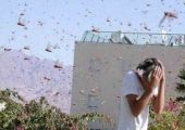 أسراب النحل تغزو ضاحية بولاية أريزونا ونقل أربعة للمستشفى