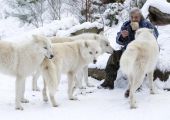 بالصور... الرجل الذئب عمره 81 عاما ويعيش مع 70 ذئبا مفترس
