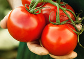 ارتفاع سعر كيلو الطماطم إلى دينار ومئتي فلس