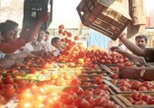 192 ألف طن واردات السعودية من الطماطم خلال عامين