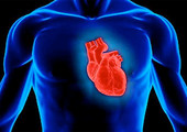قلب الرجال يشيخ بطريقة مختلفة عن قلب النساء