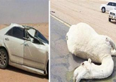 سعودي يدهس ناقة ثمنها مليون ريال ويهرب بسيارة صاحبها!