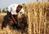 مصر تشتري 120 ألف طن من القمح الروسي والفرنسي