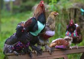 بالصور.... سترات ملونة للدجاج!