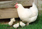 اكتشاف فيروس في لحوم الدجاج يشكل خطراَ على البشر 