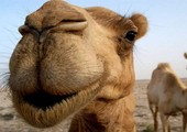 سعودية مهددة بالطلاق لتقبيلها جملا