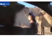 بالفيديو... جندي إسرائيلي يطلق النار على جمل من سيارته