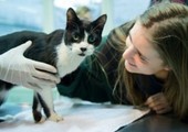 فتاة ألمانية تعثر على قطها بعد سبع سنوات