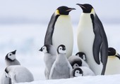 أسرار عدم تجمد طيور البطريق في القطب الجنوبي