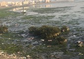 شاهد الصور... مواطنون يرصدون أشخاصا يزيلون الأعشاب البحرية بخليج توبلي ويطالبون البيئة بحماية الخليج 