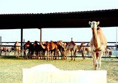 السعودية.. جدة: «الزراعة» تحظر الإبل بعد إصابة جزار بـ«كورونا»   