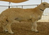 أغلى خروف في العالم يُباع بمليون ريال