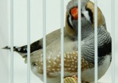 الاتحاد البحريني لطيور الزينة يقيم معرضه السنوي