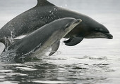 قراصنة يعطلون مواقع إلكترونية احتجاجاً على قتل الدلافين في اليابان