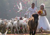 بالصور : حفل زفاف وسط قطيع الماشية قبيل الفالنتاين في تايلند