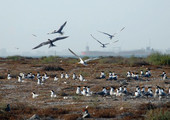 طيور الخرشنة على سواحل البحرين