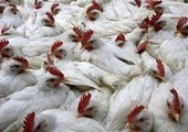 المغرب يعلن عن أول ظهور لفيروس لأنفلونزا الطيور