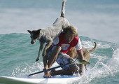 بالصور... كلاب في أستراليا تطارد الأمواج بدلا من الفئران