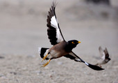 طائر المينا على ساحل كرباباد