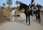 بالصور... صداقة بين حصان وكلب وحمار... ومالكهم يصطحبهم في نزهة يومية! 
