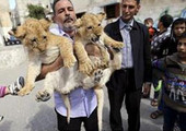 فلسطيني يبيع منزله لشراء نمر مفترس