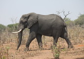 أول فيل يدخل الاراضي الصومالية منذ عشرين عاماً