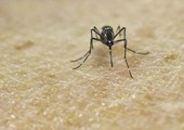 كولومبيا تسجل بداية تراجع في انتشار فيروس زيكا 