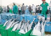 قطر تحظر تصدير الأسماك بحراً