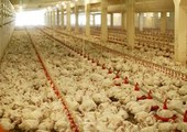 ابتكار منظومة إضاءة لتخليص الدجاج من الإجهاد والتوتر