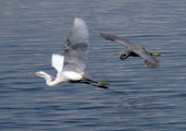 بالصور...خليج توبلي دوحة الطيور المهاجرة التي تدمّرها مياه المجاري 