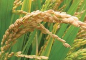 مصر تلغي مجدداً مناقصة لشراء الأرز