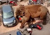 الهند.. فيل يقتل 5 من عائلة واحدة دهساً