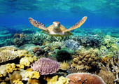 الحاجز المرجاني العظيم على شاطئ أوستراليا في خطر بسبب الحر القاتل