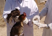 العراق يعلن أول تفش لأنفلونزا الطيور منذ 10 سنوات