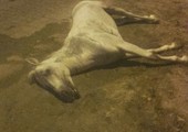 بالصور... تماس كهربائي يقتل حصاناً بقرية باربار 