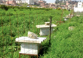 الجزائر تنتج نحو 30 ألف طن عسل سنوياً