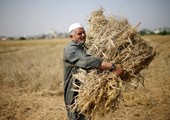 تونس تلغي مناقصة لشراء 100 ألف طن من علف الشعير