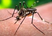 بورتوريكو تسجل أول حالة مايكروسيفالي مرتبطة بالإصابة بفيروس زيكا